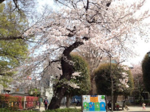 浦和の公園の桜
